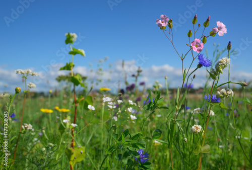 Wildflowers blooming in a summer meadow in the Netherlands