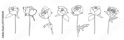 Hand drawn peony flowers outline or sketch isolated on a white background.