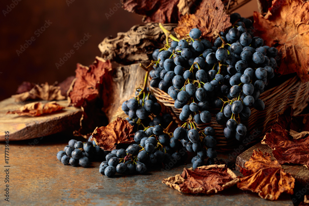 Fototapeta premium Blue grapes dry bunch and dried up vine leaves.