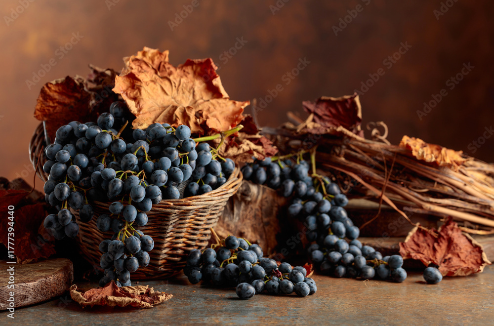 Fototapeta premium Blue grapes dry bunch and dried up vine leaves.