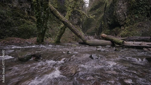 Fallen debris on small, beautiful creek in Oregon forest, wide shot