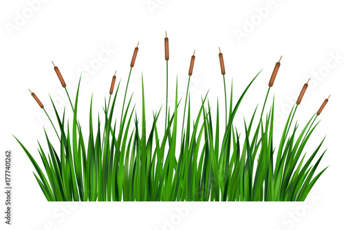 Swamp grass reed vector illustration isolated on white background. Marsh of river and lake tall bulrush. Wild green shrubs. Coastal summer nature with thicket of aquatic plants