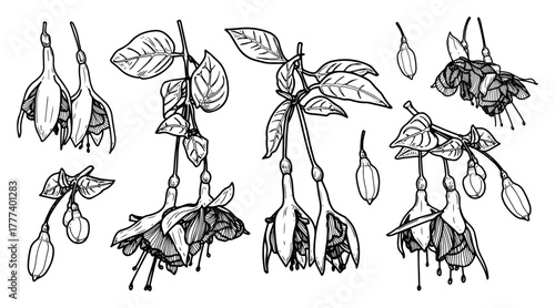 Fuchsia flowers set. Hand drawn sketch vector. Leaves and buds of flowering bush on branches. Natural plant. Botany, flora. Botanical illustration. Engraved line art.