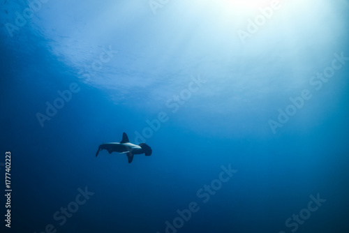Scalloped hammerhead shark swimming at Mikomoto Island, Japan