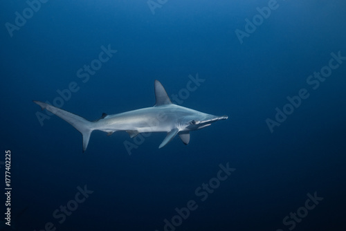 Wallpaper Mural Scalloped hammerhead shark swimming at Mikomoto Island, Japan Torontodigital.ca