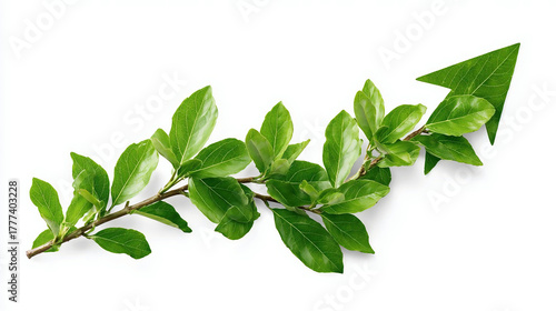 Growth Arrow Green Foliage