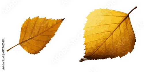 Yellow autumn leaves on white background  