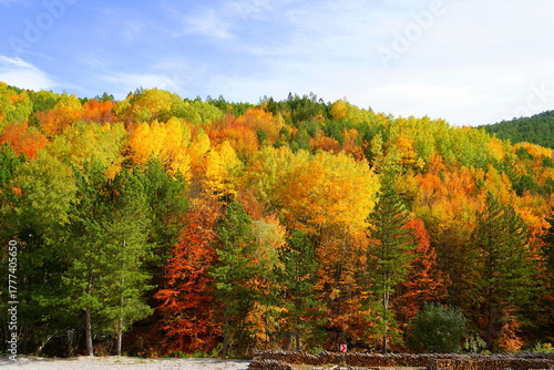 Autumn forest landscape