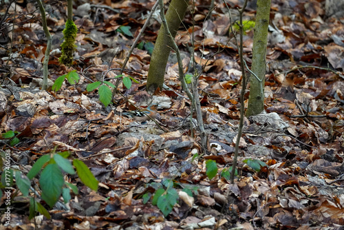 Common chaffinch Male (Fringilla coelebs) bird blending into brown forest ground, surrounded by fallen leaves.