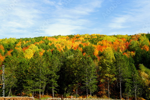 Autumn landscape with trees and blue sky