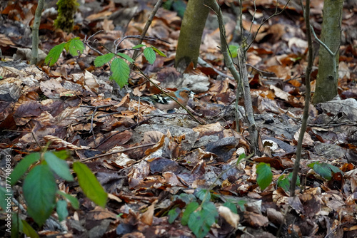 Chaffinch (Fringilla coelebs) searching for food on the ground among brown fallen leaves.