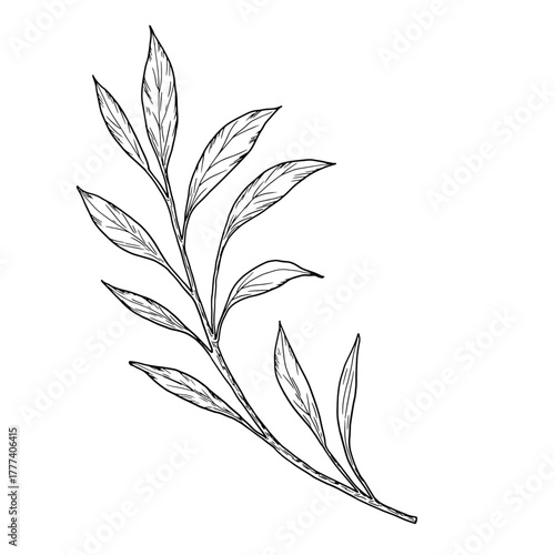 A twig with graceful, thin leaves. Vector illustration. Willow or eucalyptus branches isolated on a white background. Botanical illustration. Design element for cards and invitations, textile printing