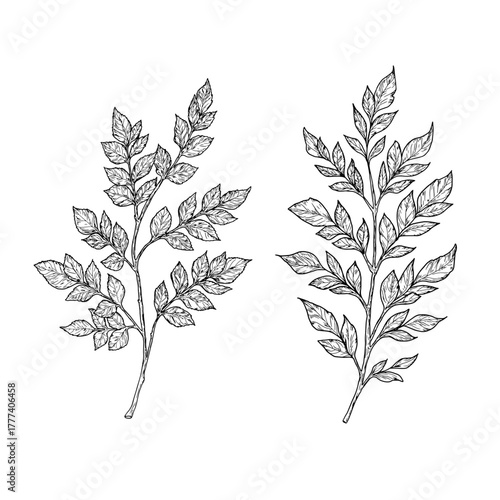 Elegant twigs with leaves, made by hand. Vector illustration, Botanical collection isolated on a white background. Suitable for postcards, logos, decorations, invitations, cosmetic design. 