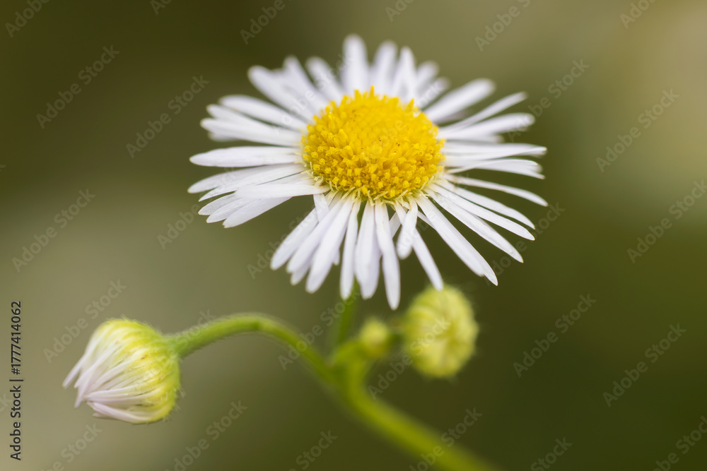 Obraz premium eastern daisy fleabane