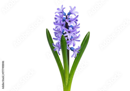 Canvas-taulu Isolated Hyacinthus orientalis with purple-blue flowers and green leaves on a br