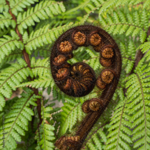 close up of a New Zealand tree fern
