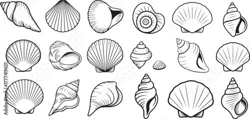 Set of Hand Drawn Seashells Ink Illustration