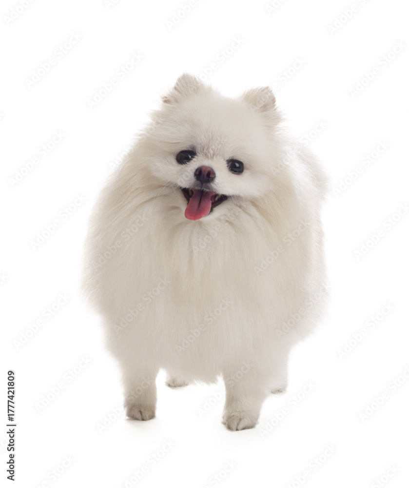 Fototapeta premium Cute fluffy Pomeranian dog on white background