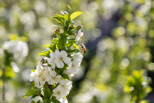 Bee on flower.
In spring season, a bee goes on cherry blossoms.
