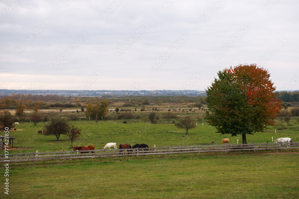 Fototapeta premium Beautiful horses grazing in countryside. Lovely domesticated pet