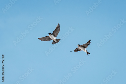 cute little swallow bird flying in the sky