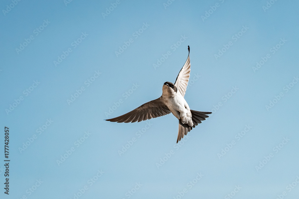 Fototapeta premium cute little swallow bird flying in the sky