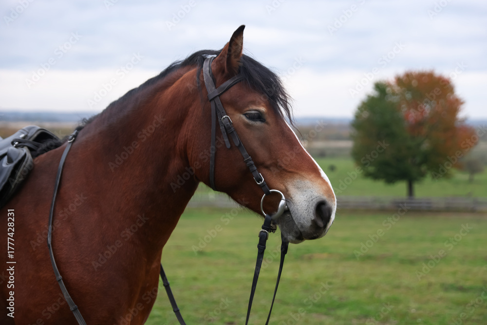 Obraz premium Beautiful brown horse outdoors, space for text. Lovely domesticated pet