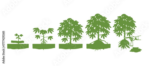 The growth stages of the cassava plant are established. The ripening period of Manihot esculenta progresses. Animation phases of the life cycle of manioc, yuca, macaxeira, mandioca, and aipim. 
