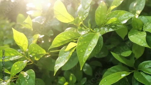 Macro shot of sunlight passing through green leaves with dewdrops, slow camera motion, natural color palette, relaxing vibe. 