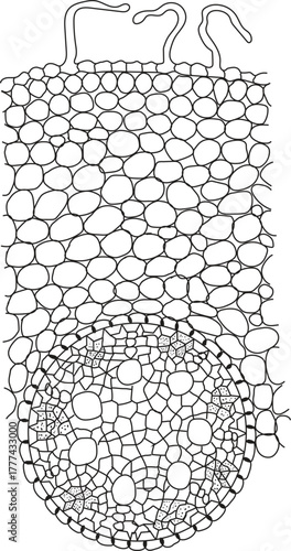 Monocotyledonous plant