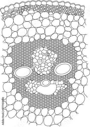 Monocotyledonous stem