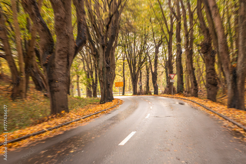 Fototapeta premium Autumn curved road through forest trees. Golden leaves on asphalt.