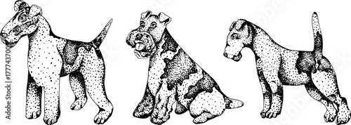 Vector elements of traditional English horse hunting. Hunting dogs