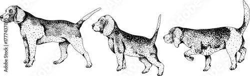 Vector elements of traditional English horse hunting. Hunting dogs