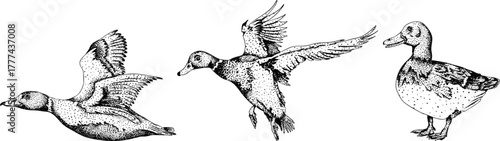 Vector elements of traditional English horse hunting. Hunting prey, ducks