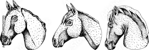 Vector elements of traditional English horse hunting, horses