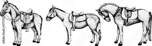 Vector elements of traditional English horse hunting, horses