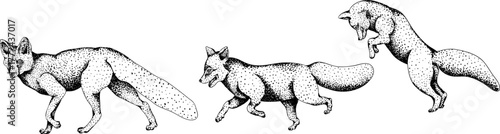 Vector elements of traditional English horse hunting. Hunting prey, fox