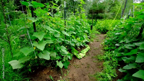 Lot of blooming cucumber plant climbing to arch shaped trellis and moving camera closer toward freshly harvested large gherkins laying on ground ready to be collected