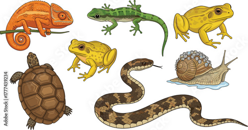 Collection of reptiles, amphibians, and mollusk including chameleon, gecko, frogs, tortoise, snake, and snail on white background
