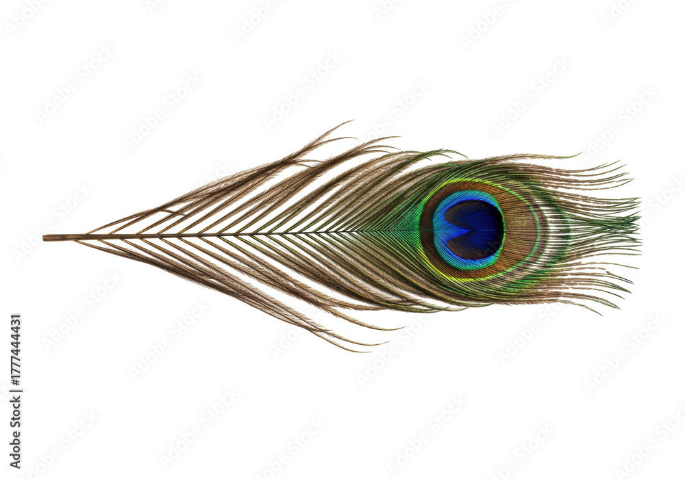 Fototapeta premium Isolated peacock feather with iridescent colors is a beautiful and decorative plume