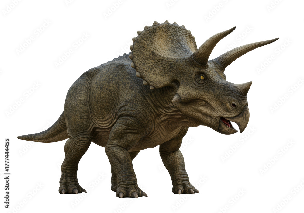 Fototapeta premium Isolated triceratops, a dinosaur with horned face, head, and frill ornamentation on its neck