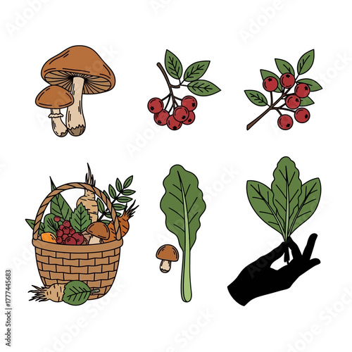 Hand drawn collection of autumn foraging elements with mushrooms and berries.