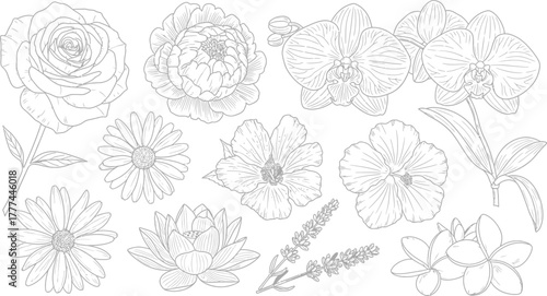 Variety of Flowers Line Art Collection Set Rose, Orchid, Peony, Daisy, Hibiscus, Lily