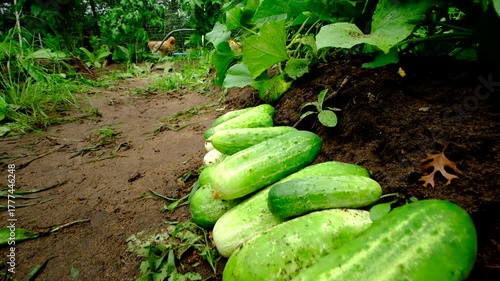 Close up shot while moving camera backward above freshly harvested well grown gherkin cucumbers and then moving away revealing more blooming plants climbing or tangling to arch shaped trellis made fro