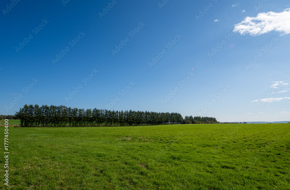 Obraz premium Trees quietly standing on a gentle green hill