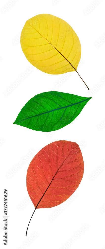 Obraz premium falling soaring red green yellow autumn leaves, isolated on white background