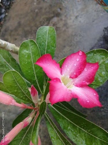 Close-Up of a Pink Adenium Flower