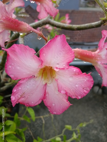 Close-Up of a Pink Adenium Flower