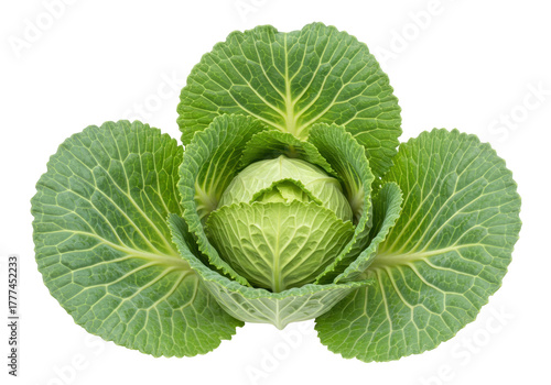 Isolated green cabbage vegetable with fresh leaf, healthy vegetarian diet ingredient